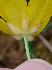 Ranunculus ollissiponensis