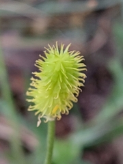 Ranunculus ollissiponensis
