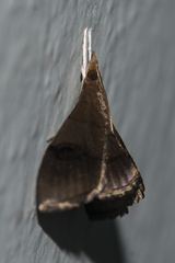 Clupeosoma