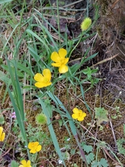 Ranunculus ollissiponensis