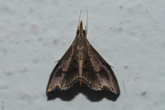Clupeosoma