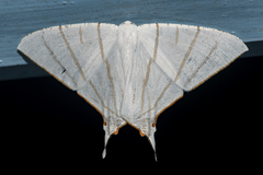 Ourapteryx podaliriata