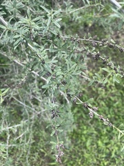 Lippia turbinata