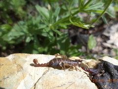 Euscorpius carpathicus