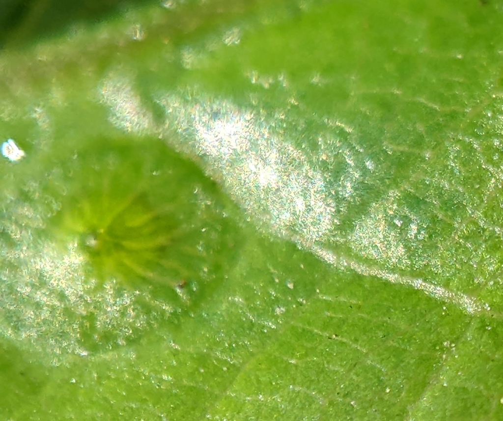 Blister-gall Causer