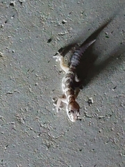 Pachydactylus formosus