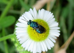 Hedychrum chalybaeum