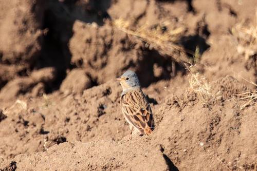 Cretzschmar's Bunting (Emberiza caesia), photo 10