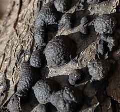 Annulohypoxylon truncatum