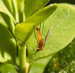 Monarthropalpus flavus