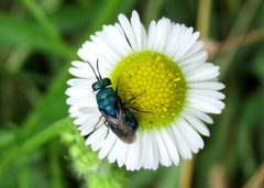 Hedychrum chalybaeum