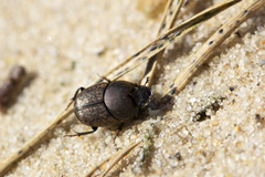 Palaeonthophagus