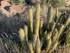 Trichocereus spachianus