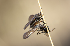 Empis borealis