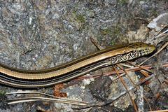 Ophisaurus attenuatus