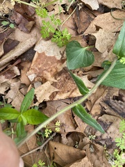 Phlox divaricata laphamii