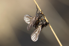 Empis borealis