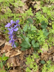 Phlox divaricata laphamii