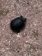 Kinosterninae