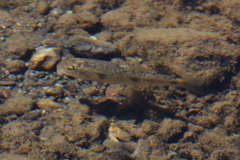 Catostomus occidentalis