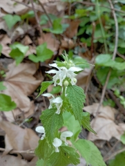 Lamium flexuosum