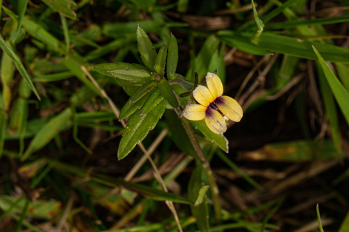 Monopsis stellarioides subsp. schimperiana image