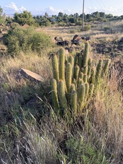 Trichocereus spachianus