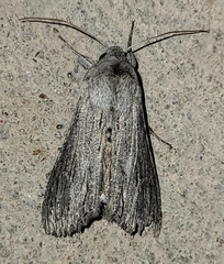 Cucullia laetifica