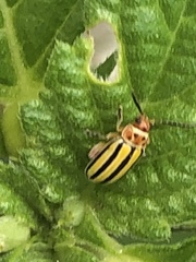 Disonycha spilotrachela