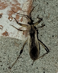 Oncocephalus nubilus