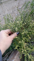 Ambrosia salsola