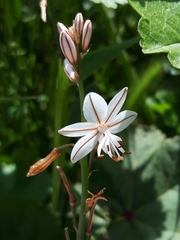 Asphodelus fistulosus