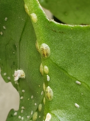 Coccoidea