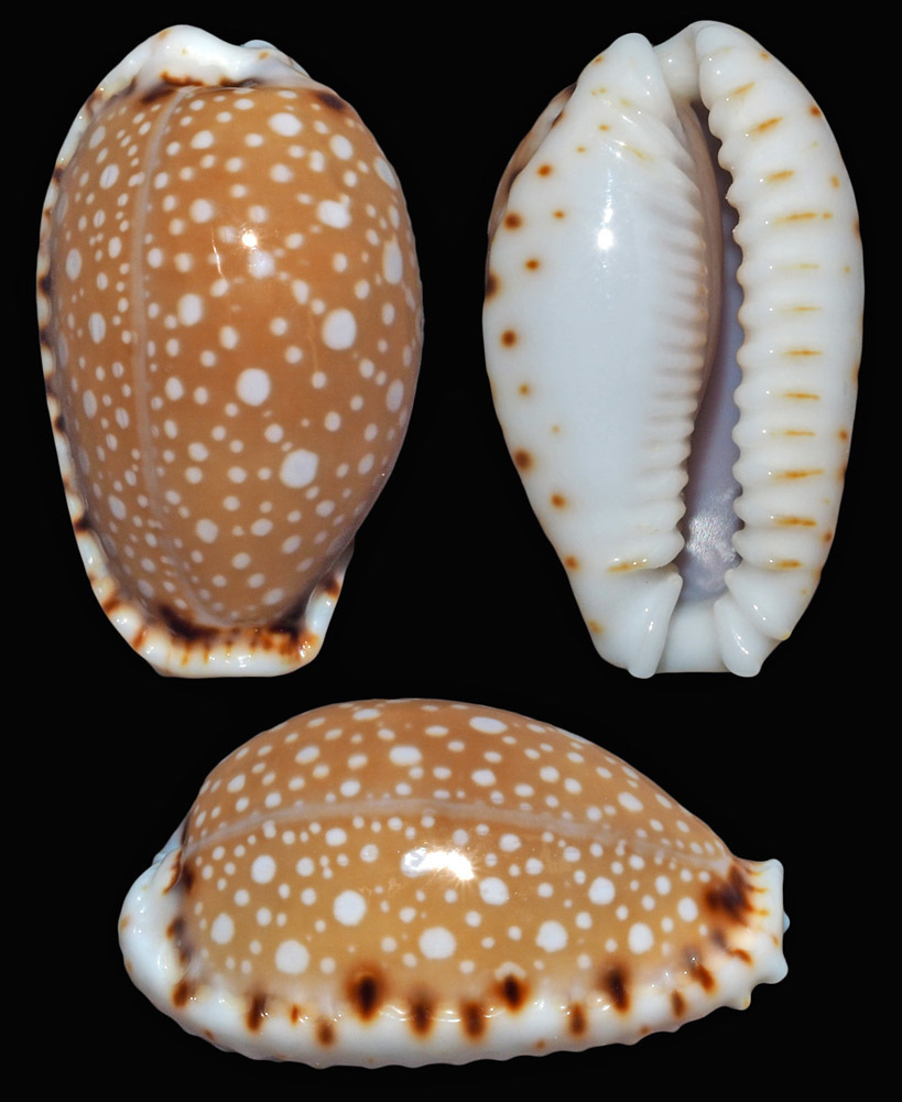 Lined-lip Cowrie