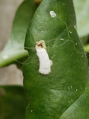 Coccoidea