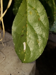 Coccoidea