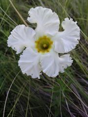 Mandevilla petraea