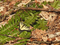 Papilio appalachiensis