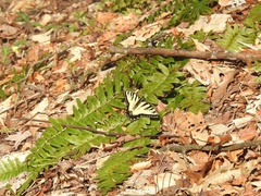 Papilio appalachiensis