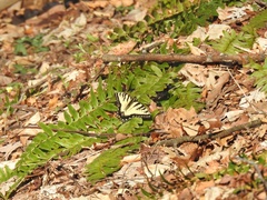 Papilio appalachiensis