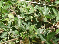 Potentilla sterilis