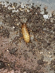 Blattodea