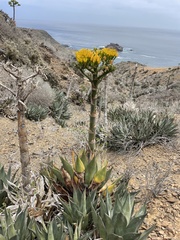 Agave sebastiana