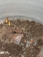 Blattodea