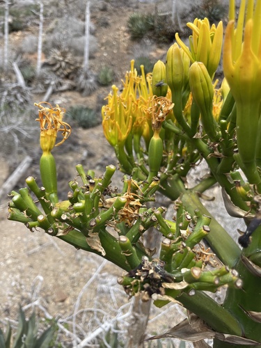 Agave sebastiana