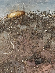 Blattodea