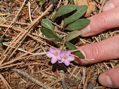 Claytonia rosea