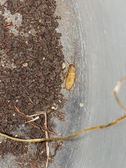 Blattodea