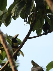 Pteroglossus aracari