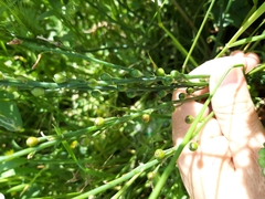 Asphodelus fistulosus